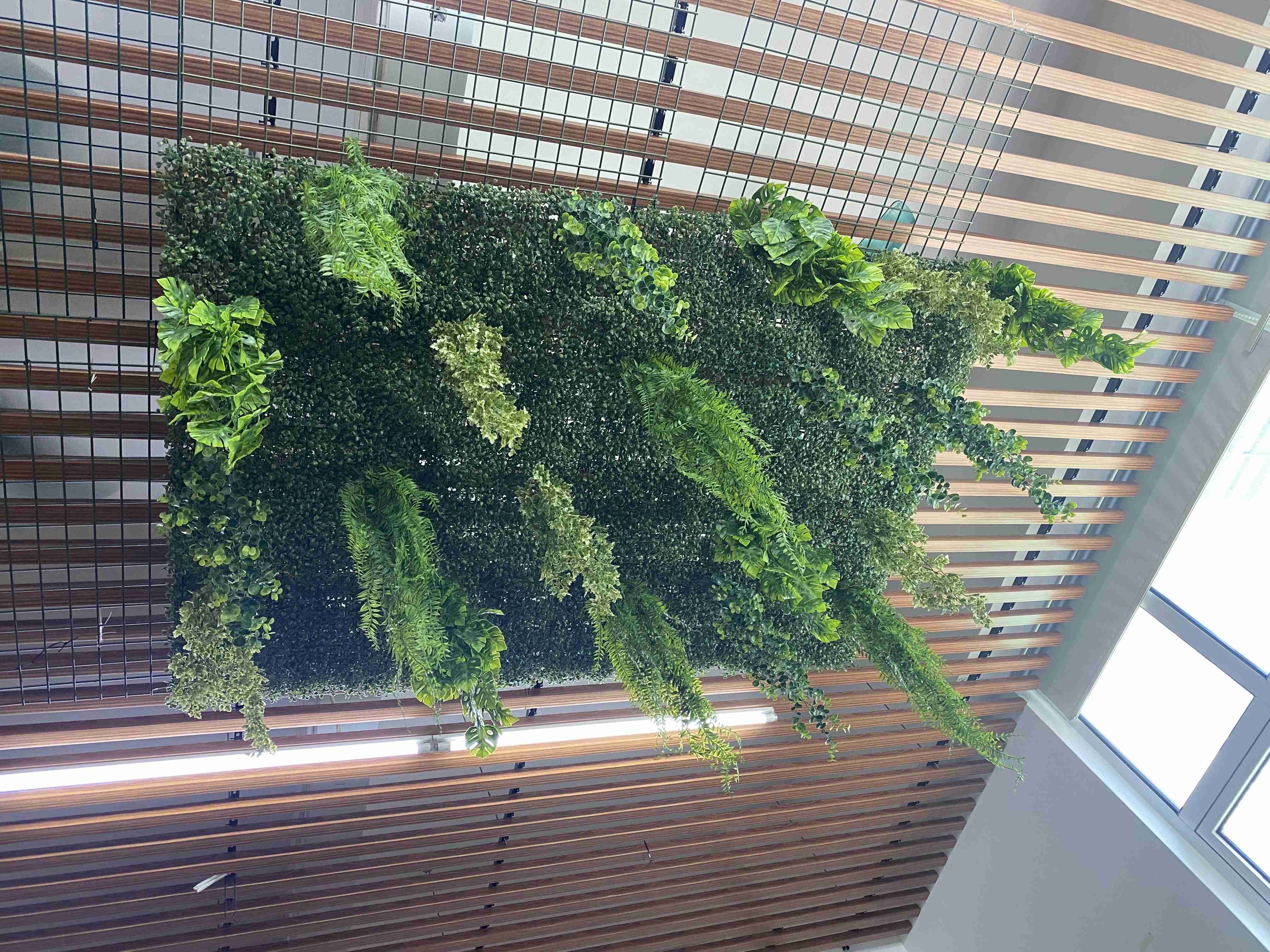 Plante de plafond 1