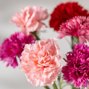 <span class=keywords><strong>Claveles</strong></span>, Decoración de Flores Simuladas Realistas, Decoración de Flores Artificiales, Decoración de Flores Artificiales para Bodas - Product Image 3