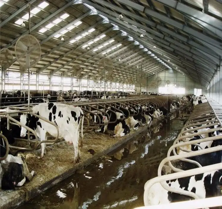 โครงเหล็กโครงสร้างอ่อนวัวฟาร์มบ้านวัวหลั่งแผ่นโลหะ/แผงแซนวิชเหล็ก H เหล็ก A-190509-3 Q235 Q345 GB