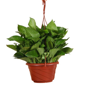 Pot de fleurs en plastique HUFU, vente en gros d'usine, épaissi, minimaliste, pour orchidées suspendues, avec crochet, pour jardin et maison, directement de l'usine - Product Image 1