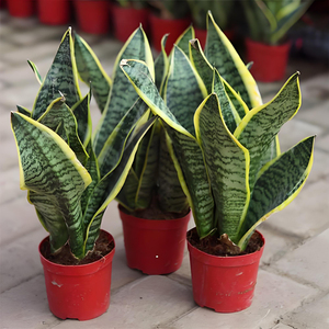 Plantas Ornamentales Modernas y Populares para Decoración de Interiores: Árbol Natural Vivo, Orquídea Tigre, Bonsái, Planta Serpiente (Sansevieria) al por Mayor - Product Image 3
