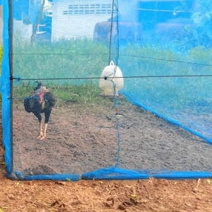 Ánh Sáng 16x14 Lưới Nhựa Màu Xanh Net Nông Nghiệp 80G Côn Trùng Lưới Thái Lan Màu Xanh Nylon Net - Product Image 5