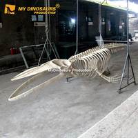 Esqueleto de Ballena Espinosa de Tamaño Real para la Enseñanza, Modelo AS026 de My Dino