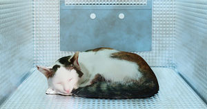 Maison de glace climatisée pliable détachable pour animaux de compagnie Offre Spéciale maison d'été semi-fermée pour animaux de compagnie et nid frais pour animaux de compagnie - Product Image 5