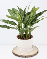 Lot de 8 tranches rondes en bois naturel de 8 à 9 pouces grandes tranches de bois non finies pour les mariages, la décoration de centres de table et les projets de bricolage