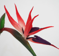 Luxe Real Touch Fleurs Brid Paradise Tiges Haute Qualité Oiseau Paradis Fleur Pour Jardin Maison Mariage Événements