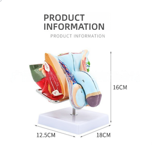 Il materiale del PVC del modello di anatomia riproduttiva maschile include i modelli del pene e del testicolo per la formazione con le caratteristiche esterne interne - Product Image 6