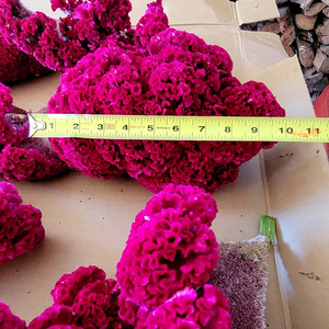 Bouquet de <span class=keywords><strong>fleurs</strong></span> séchées, 1 pièce, rose foncé, cellophane, cafard, <span class=keywords><strong>fleurs</strong></span> pour la <span class=keywords><strong>fête</strong></span> <span class=keywords><strong>des</strong></span> <span class=keywords><strong>mères</strong></span> - Product Image 4