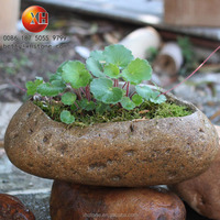 Bol de bonsaï en pierre de granit naturelle, mini cape décorative de jardin, roche, jardinière de fleurs de paysage