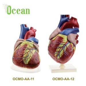 หัวใจมนุษย์5ครั้งขยายกายวิภาคสำหรับการสอน - Product Image 3
