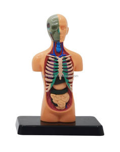 Assembled <strong>Science</strong> Kits Student Medical Studying <strong>Science</strong> Human <strong>Model</strong> for Hospital - Product Image 1