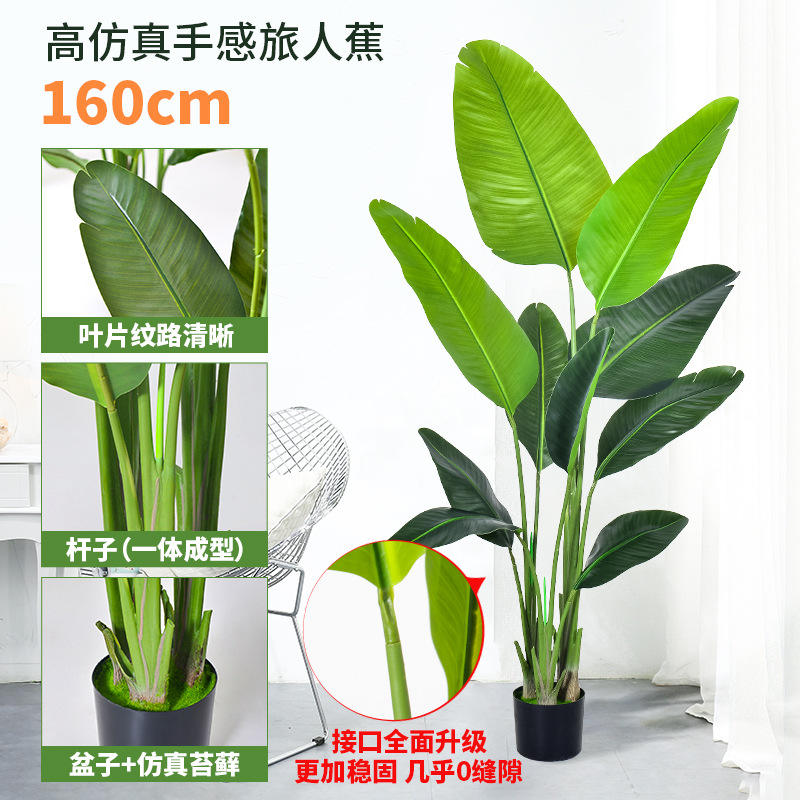 160cm traveler banana(10 leaves) green