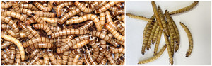 Essiccatore a vite senza fine per pane macchina per asciugare a microonde - Product Image 5