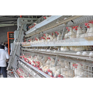 2025 yeni tavuk kümesi tavuk kafesleri seçmek için boyutları A/H türleri olarak özelleştirilmiş - Product Image 4