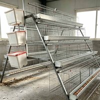 Système de cages automatiques de type A pour poulets pondeurs, équipement d'élevage avicole galvanisé pour 5000 oiseaux