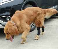 Bandage Velcro personnalisable récupération articulation genouillères pour la formation des animaux de compagnie réglable chien genouillères approvisionnement blessure