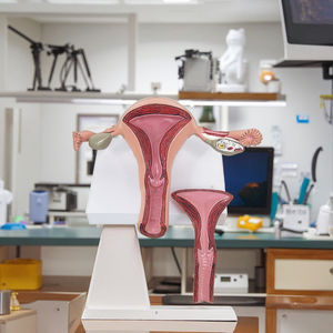 Útero Modelo 2 Peças Modelo Anatômico Exibição Anatomia Humana Modelo Do Corpo - Product Image 4