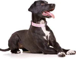 Collares para perros de nailon duradero y resistente, con patrón de logotipo personalizado mejorado, hebilla de plástico ajustable, reciclado, ecológico