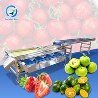OCEAN Industriële Olijven Sorteermachine, Citroen Sorteermachine, Aardappel- en Tomatensorteermachine, Was- en Sorteermachine