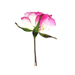 <span class=keywords><strong>Rose</strong></span> Rosa Essiccate con Stelo, Boccioli di Rosa Veri per Regalo di San Valentino, Decorazioni Fai-da-Te - Product Image 6