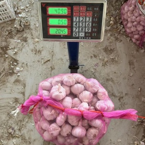 Sơn Đông Tỏi Cây Trồng Mới 4.5-6.0Cm Kích Thước Tỏi Trắng Giá Trong Thấp Cho Xuất Khẩu Nepal - Product Image 3