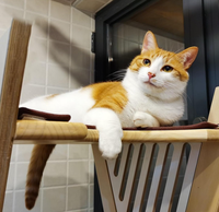Grand arbre à chat moderne, luxueux, écologique et mignon, avec tour autoportante en bois et hamac, de haute qualité, emballé en carton OEM pour chats