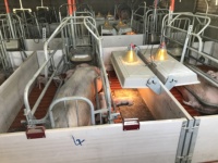 Nouvelles cages de maternité pour truies, modèle 10000, en acier Q235 galvanisé à chaud, 1,8x2,4m, entièrement automatiques, installation facile, 5 unités