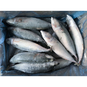 Maquereau congelé, maquereau du Pacifique, entier, rond, 200-500g, fournisseur de maquereau congelé en vrac - Product Image 5