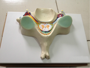 การฝึกอบรมการตรวจโรคอัมพาตอักเสบจากวิทยาศาสตร์การแพทย์ เครื่องมือทางการแพทย์ แบบจำลองการตัดต่อไขสันหลัง - Product Image 4