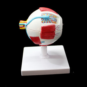 Modello Educativo Avanzato di Vasi Sanguigni e Nervi Umani Ingranditi dell'Occhio e dell'Orbita con Vaso Anatomico dell'Occhio - Product Image 2