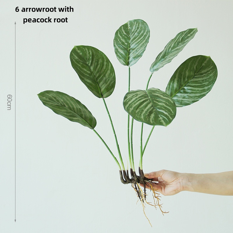 6 foglie di Anthurium speciosa con steli