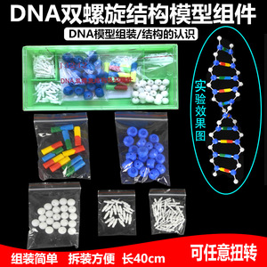 Modelo de estructura de doble hélice del ADN, material genético y variación, instrumentos de enseñanza de biología para secundaria y experimentos. - Product Image 5