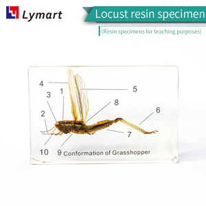 Espécimen de resina transparente langosta saltamontes Acridoidea uloc - Product Image 2