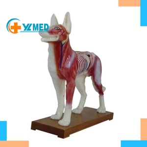 Model anatomi akupunktur anjing hewan alat bantu pengajaran biologi untuk manekin latihan sains medis untuk dijual - Product Image 1