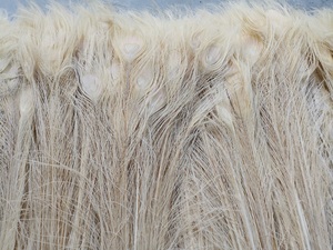 Plume de paon naturelle blanche pour fête carnaval maison pièce maîtresse noël vacances décor bricolage artisanat Floral Costume - Product Image 3