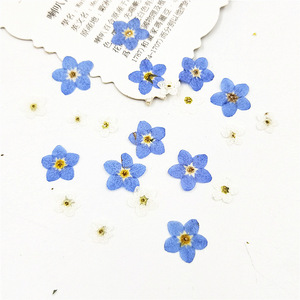 Marsh Forget-me-not Myosotis Sylvatica Nail Crafts Marque-pages faits à la main Plante naturelle Véritable fleur pressée écologique - Product Image 2