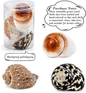 Cangkang Kepiting Penyembunyi Alami Ukuran Besar 2.9-3.3 inci, Ukuran Bukaan 1.2-2 inci untuk Kepiting Penyembunyi Turbo yang Sedang Tumbuh - Product Image 3