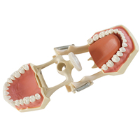 Modelo de Entrenamiento Dental con 32 Dientes Anatómicos, Encía Suave, Marco de Mandíbula DP con Fijación por Tornillo para Laboratorio de Habilidades Clínicas, CE ISO ROHS CNAS