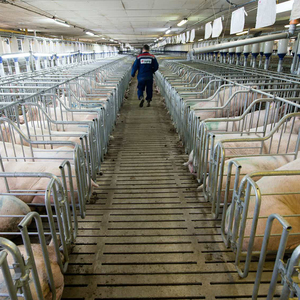 Servicios de Diseño de Granjas Porcinas para Todo el Ciclo de Vida, desde la Selección del Sitio hasta el Tratamiento de Estiércol, 20 Años de Experiencia en la Industria - Product Image 6