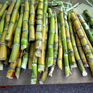 CANNELLE DE SUCRERIE du Vietnam, surgelée, emballée sous vide, prête à consommer, tailles personnalisables par NICKY - Product Image 1