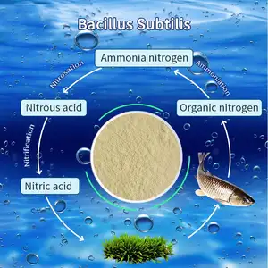Fertilizzante microrganismo Bacillus Subtilis per il miglioramento del suolo mangime naturale alimentazione animale aggiunta di acquacoltura mangime