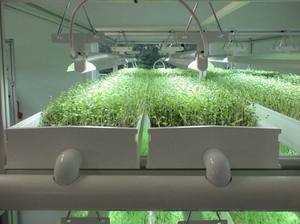 Plateaux de chariche en plastique hydrophobe, <span class=keywords><strong>pour</strong></span> le betail, vert - Product Image 6