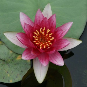 Nymphaea 'Attraction' - une <span class=keywords><strong>plante</strong></span> aquatique adaptée aux bassins de jardin et aux serres - Nénuphar 'Attraction' - Product Image 6
