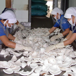 Viande de noix de coco congelée de haute qualité: blanc pur, naturel pour le dessert, exporté des principaux fournisseurs vietnamiens pour les marchés mondiaux - Product Image 1