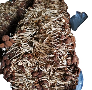 CHA SHU GU-hongos naturales <span class=keywords><strong>de</strong></span> columna natural, <span class=keywords><strong>seta</strong></span> <span class=keywords><strong>de</strong></span> álamo natural, agrícola, seca, en venta - Product Image 3