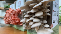 Boîte à champignons frais en carton, kit de culture, boîte avec poignée, boîte d'emballage recyclable