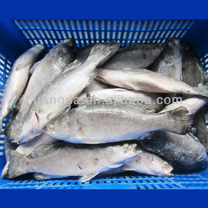 <span class=keywords><strong>Barramundi</strong></span> สดแช่แข็งลดราคา - Product Image 3