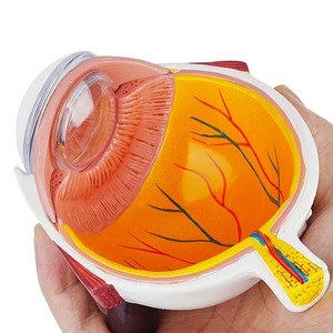 Oftalmología Clínica Pantalla Córnea Condiciones Ojo humano TB-03 Demostración <span class=keywords><strong>Glaucoma</strong></span> Herramienta - Product Image 3