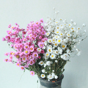 AX-13 2021 producto más vendido rodanthe Margarita flores secas conservadas Margarita conservada para la decoración del hogar - Product Image 1