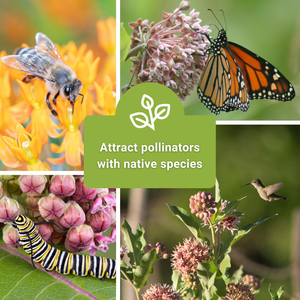 La colección Semences de <span class=keywords><strong>algodoncillo</strong></span> no OGM Heirloom incluye variedades llamativas de Rosa común de mariposa que atraen a la monarca - Product Image 3